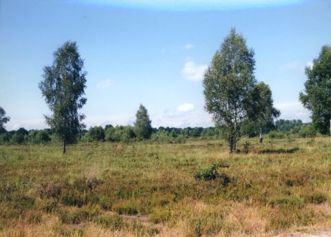 Geisterbusch:Der Geisterbusch ist eines der größten Heidegebiete in der Wahner Heide außerhalb des Flughafengeländes..