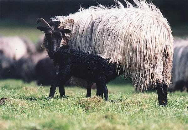 Lamm säugt:Im Frühjahr hat die Schafherde in der Aggeraue und der Südheide zahlreiche Lämmer